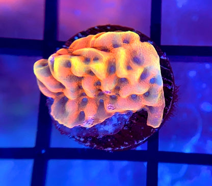 CK Peyote Dreams Monti