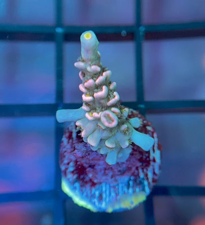 MattV Time Machine Tenuis