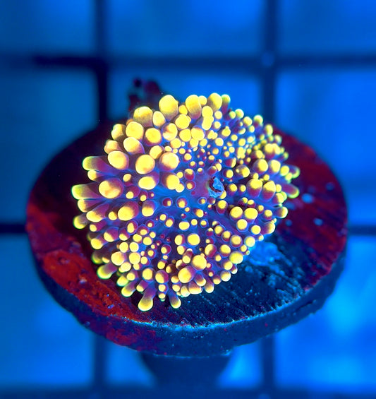 Doughgirl Bounce Mushroom