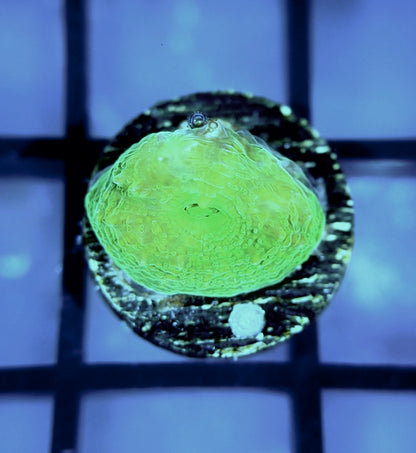 Bleeding Apple Bower