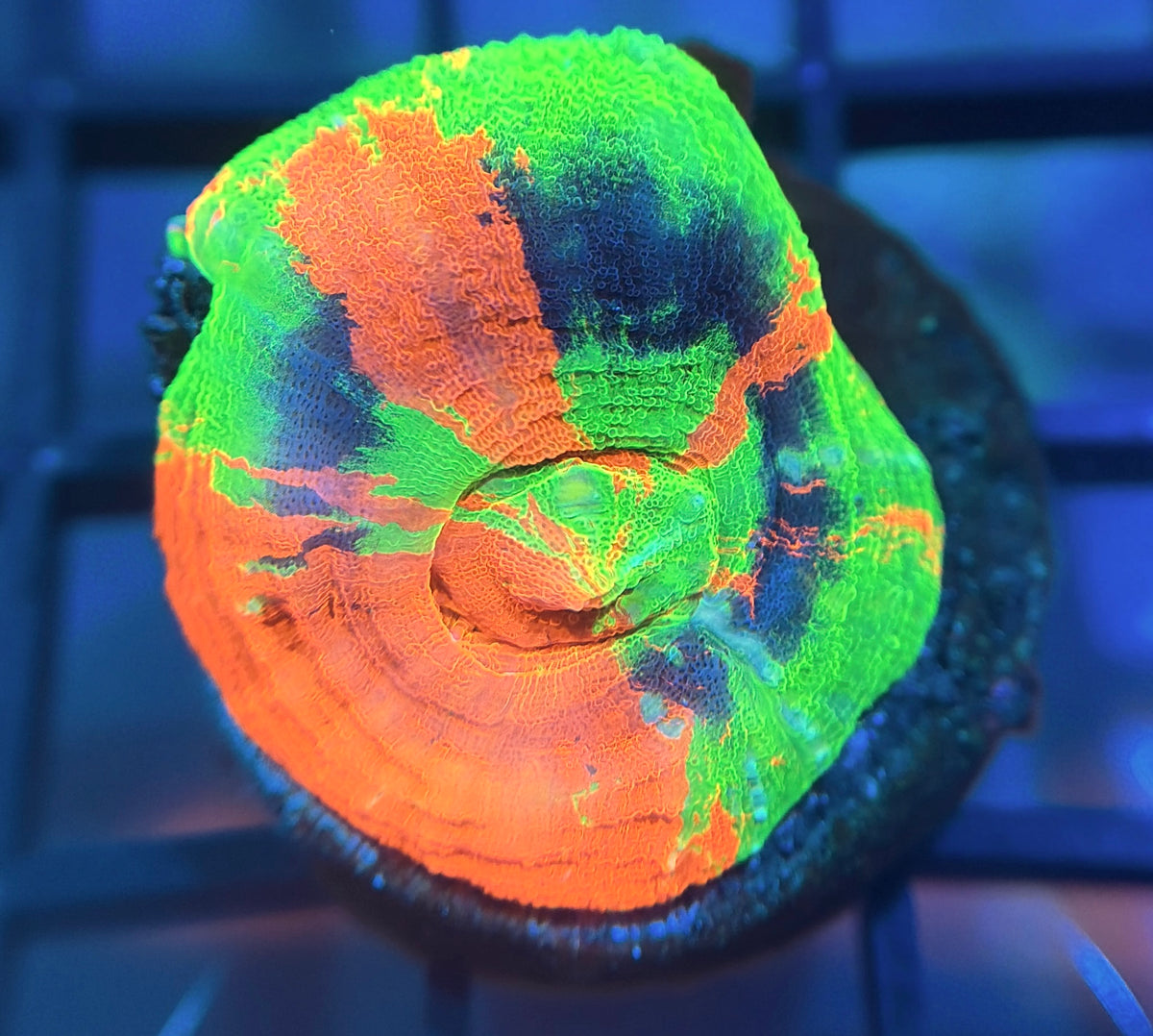 Aquacultured Master Scolymia