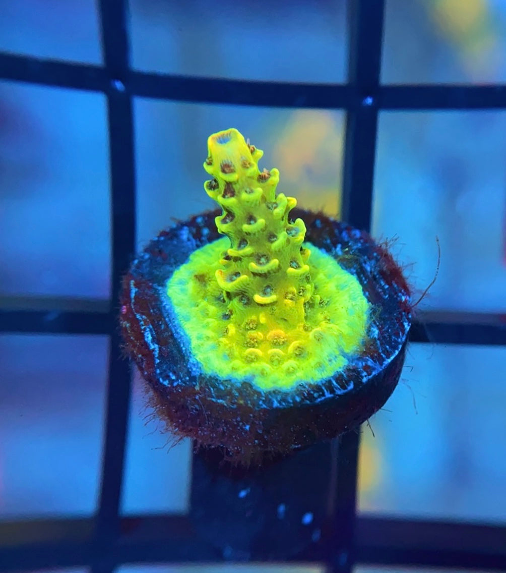 RRC Rainbow Splice Mille