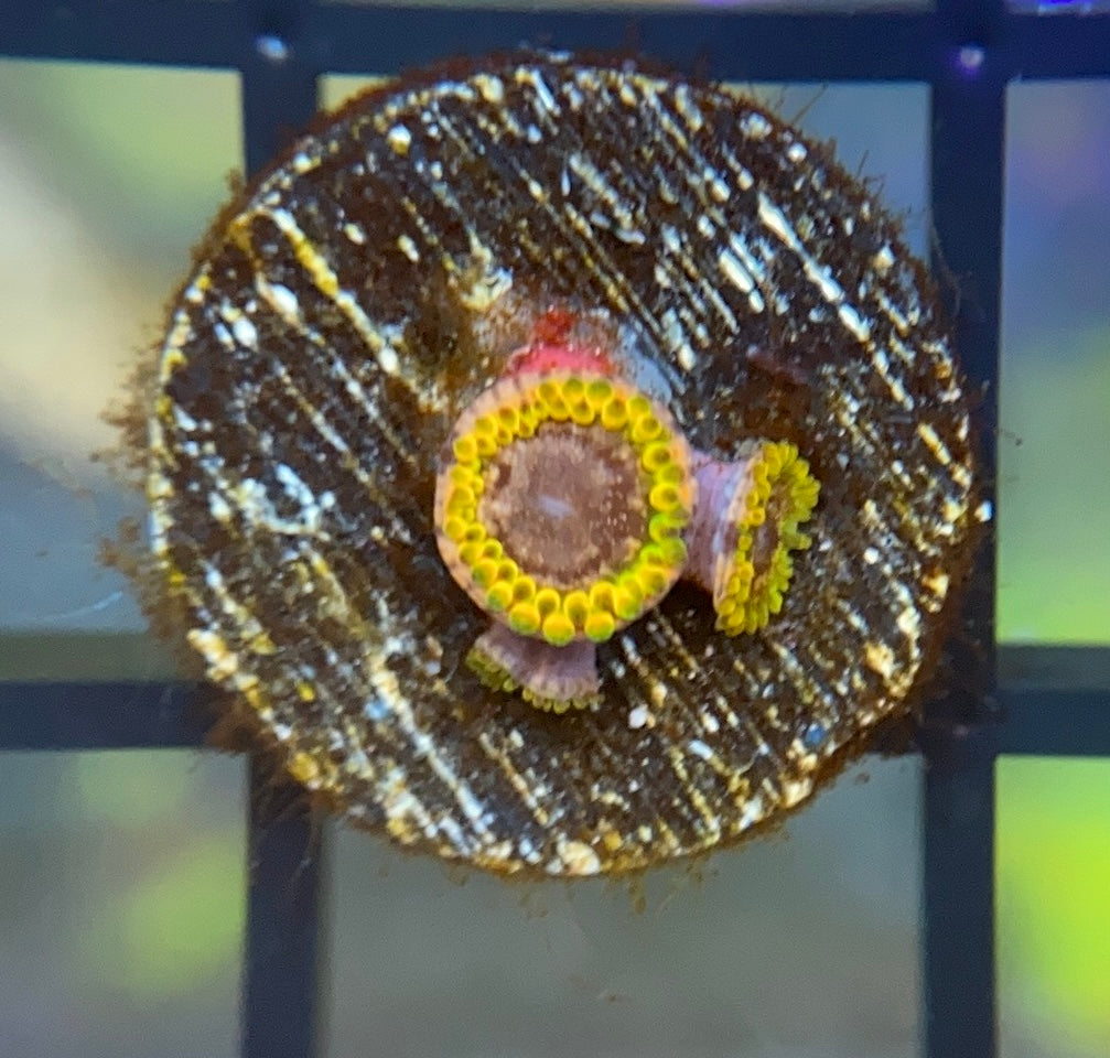 JF Acid Reflux Zoas