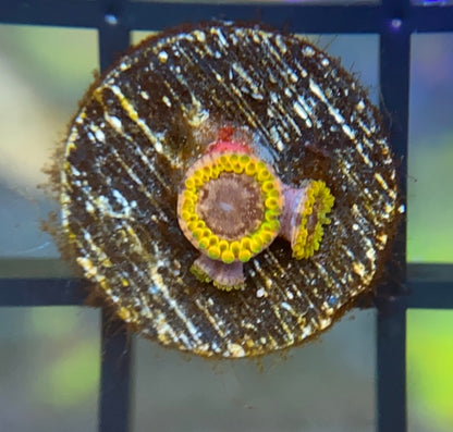 JF Acid Reflux Zoas