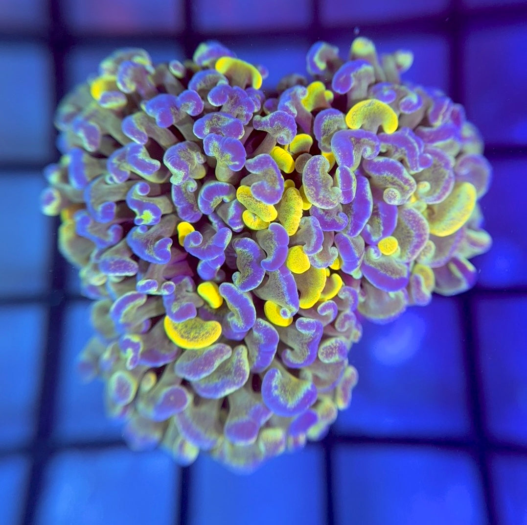 Splatter Grail Hammer