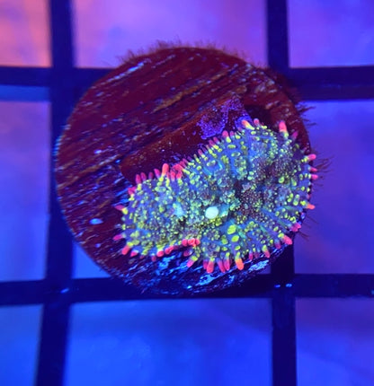 Mardi Gras Bounce Mushroom