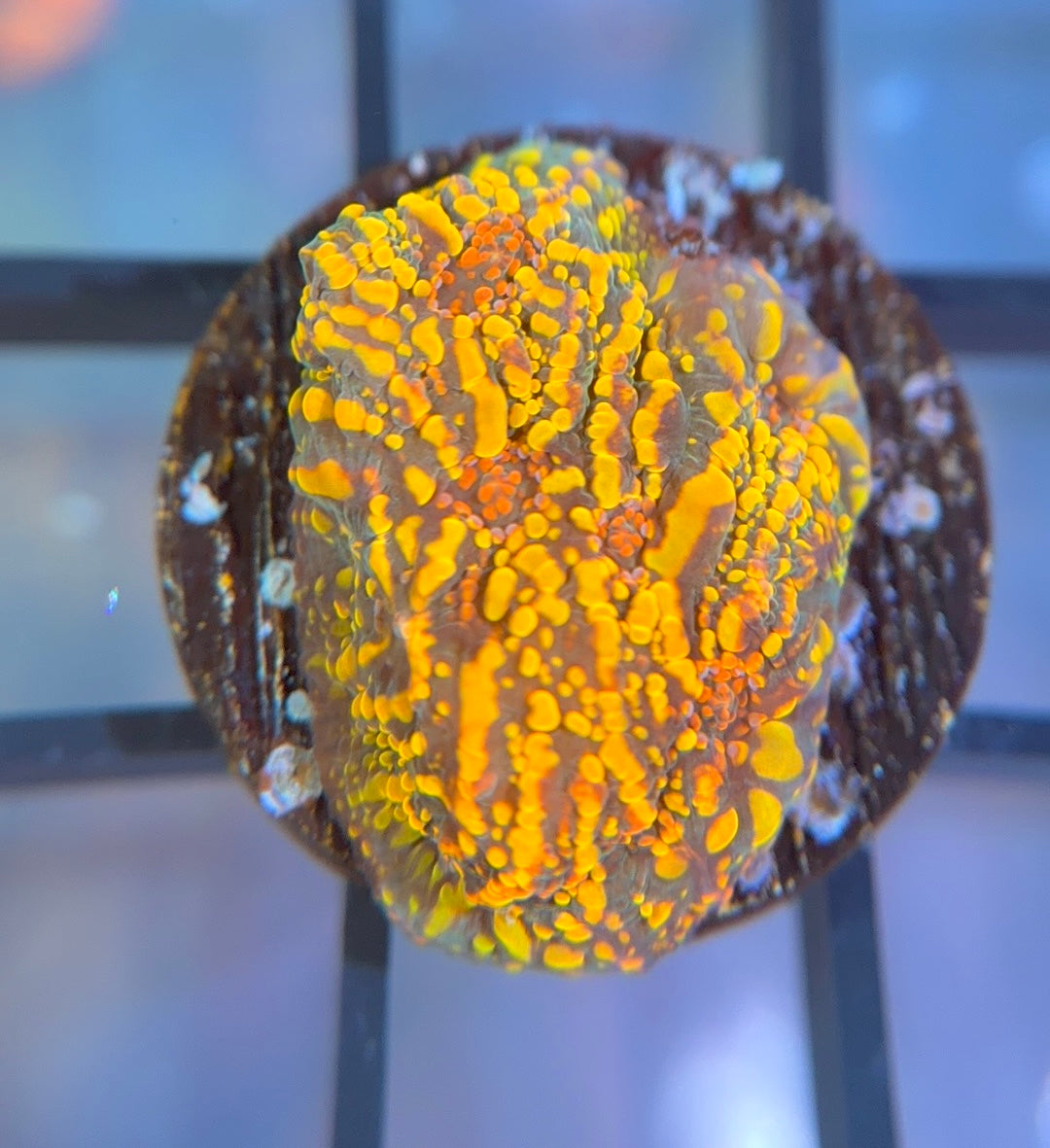 CC Cloudberries Chalice