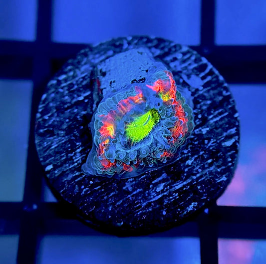 Holy Grail Micromussa
