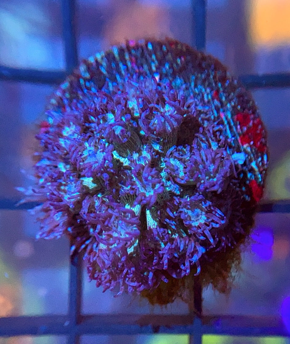 RRG Purple Glitter Goni
