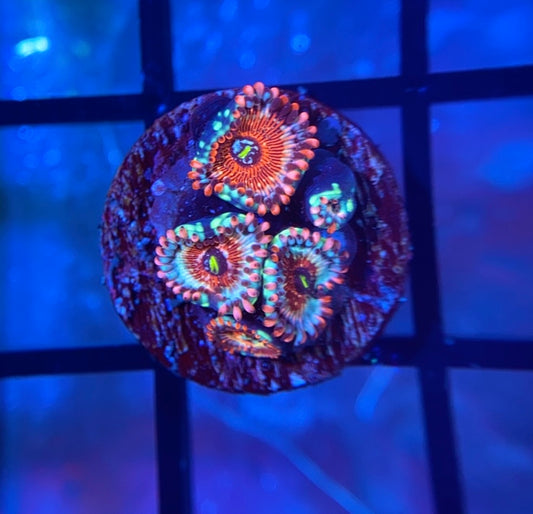 Salted Agave Zoas