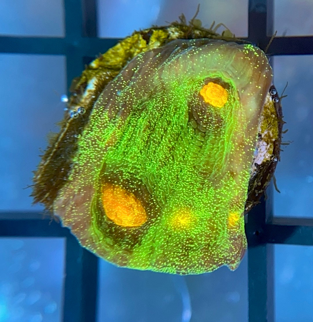 JF Raja Rampage Chalice