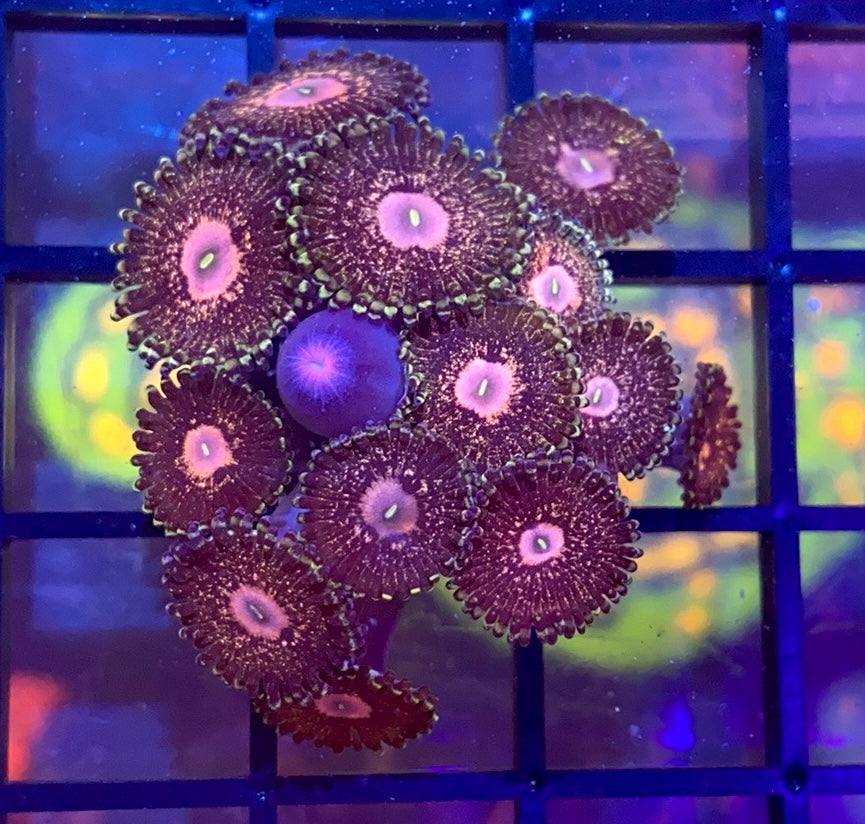 Queen Krakatoa Zoas