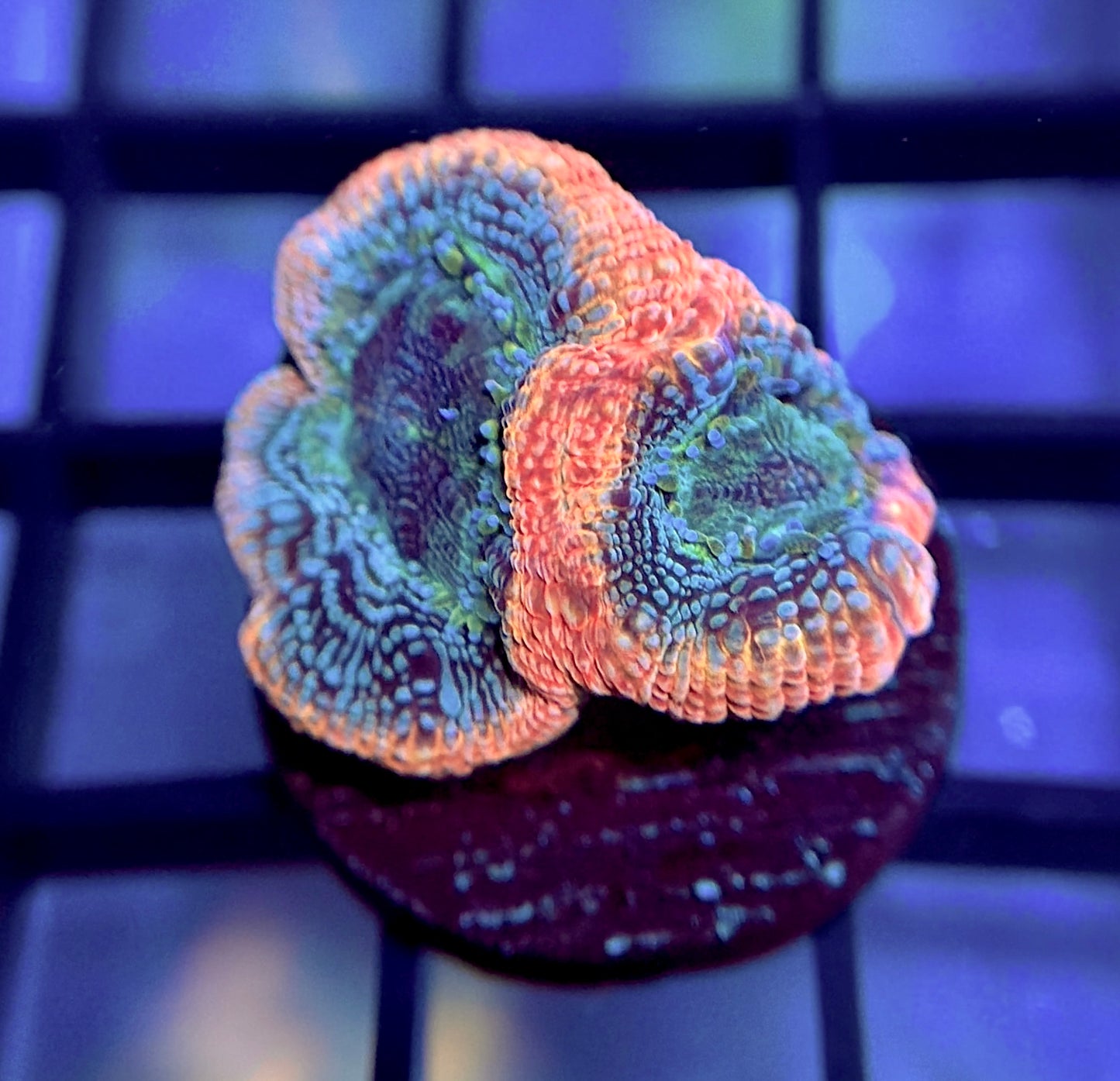 RRG Dragon's Breath Bower