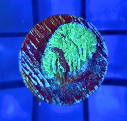 JF Cold Fusion Monti