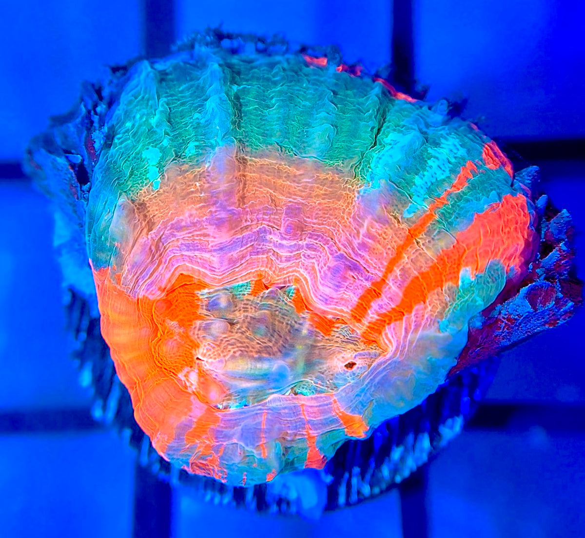 Aquacultured Master Scolymia