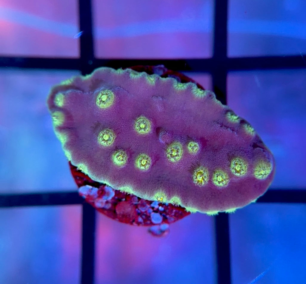 LA Lakers Scroll Coral