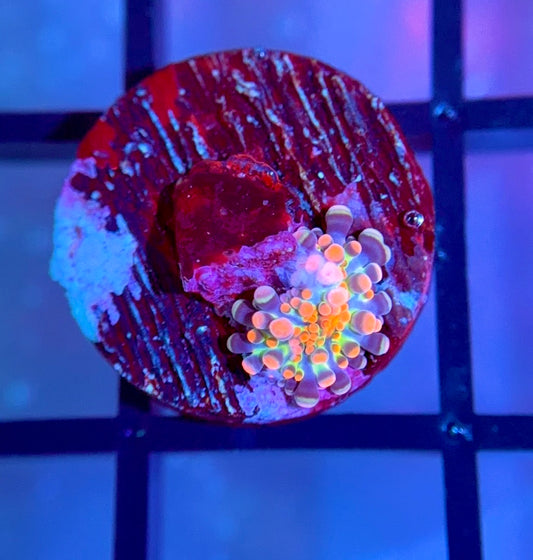 Bloodbath Godzilla Bounce Yuma