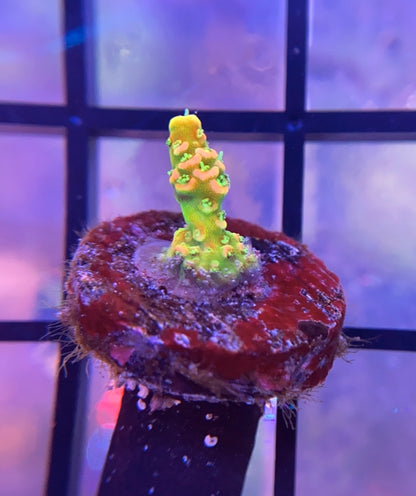 ASD Rainbow Millepora