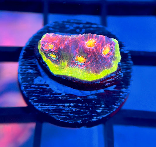 Hyper Watermelon Chalice