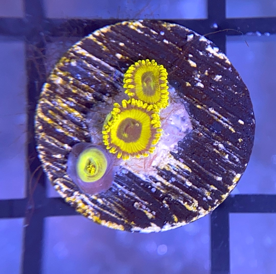 LA Laker Zoas
