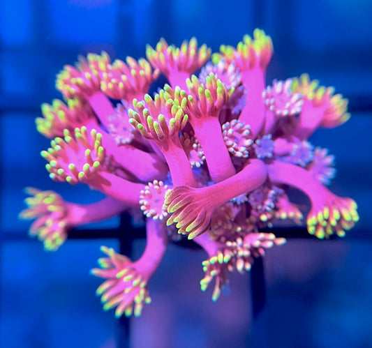 WWC Hollywood Nights Goni