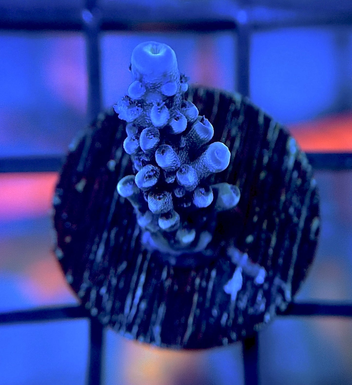 RRG Blueberry Blast Acro
