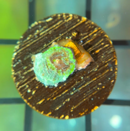 BMF Master Bowerbanki