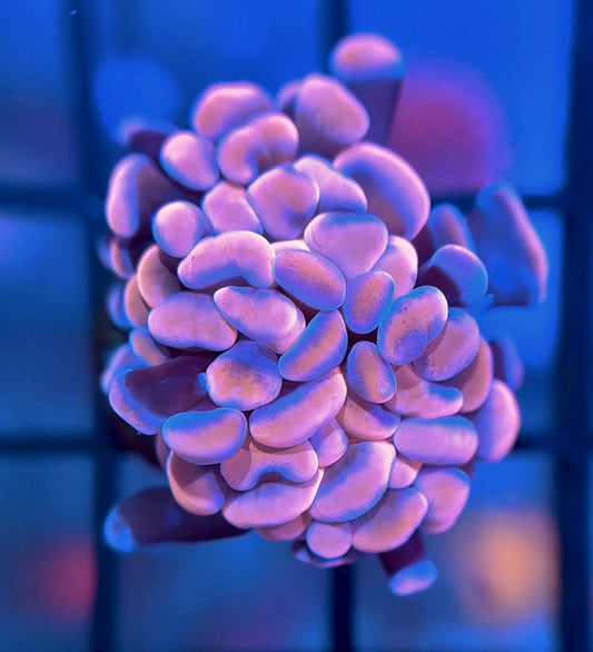 RRG Cinnamon Swirl Hammer