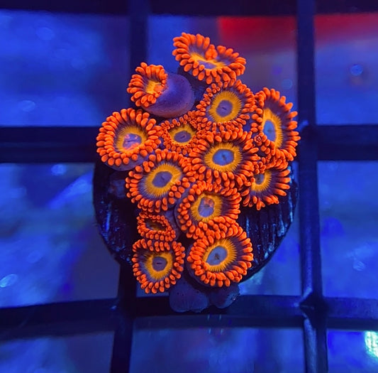 Blue Eyed Blonde Zoas