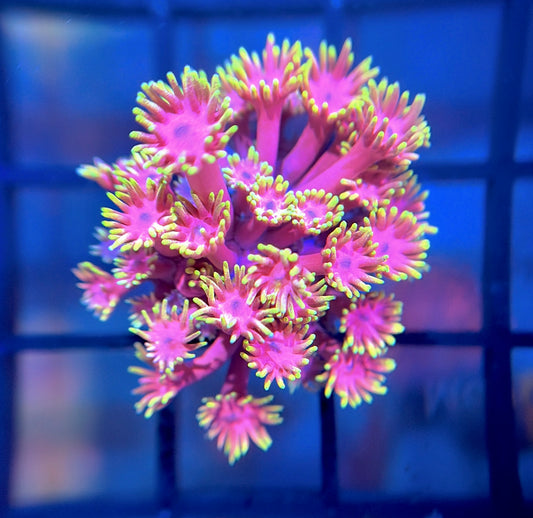 WWC Hollywood Nights Goni