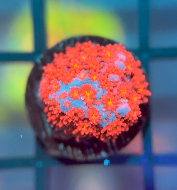 WWC Fruit Loops Micro Goni