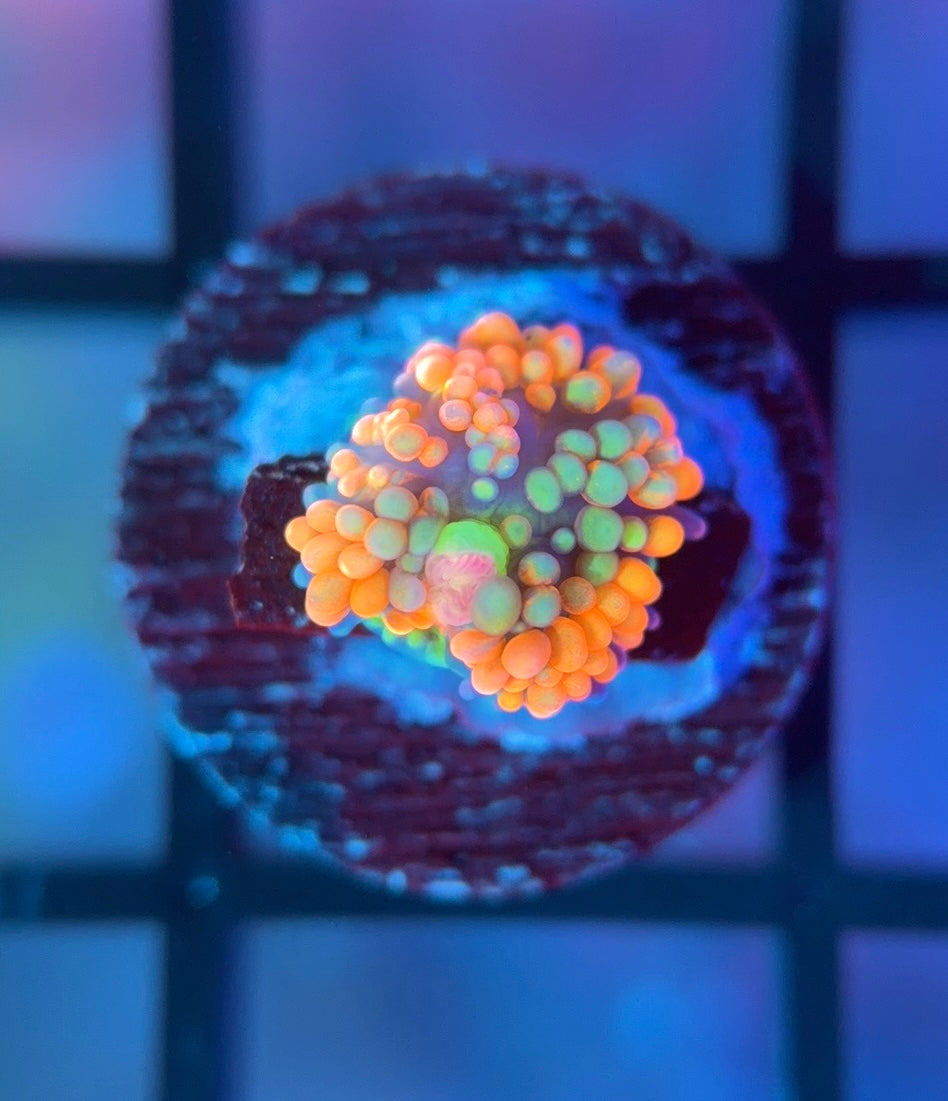 Juicy Fruit Ricordea