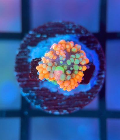 Juicy Fruit Ricordea