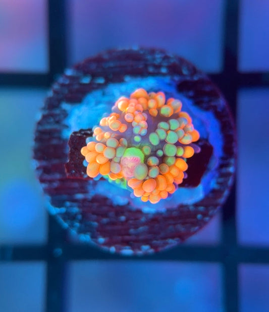 Juicy Fruit Ricordea