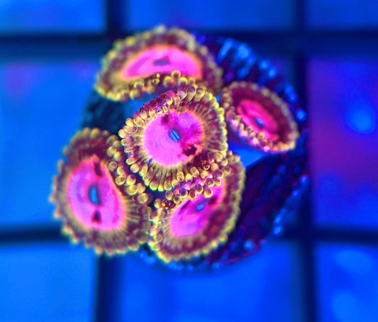 Pink Diamond Zoas