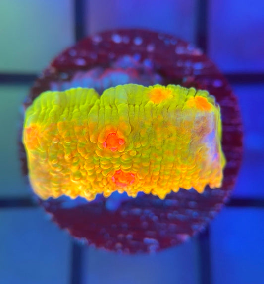 CCA Crayola Meltdown Chalice