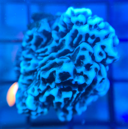 RRG Blizzard Monti
