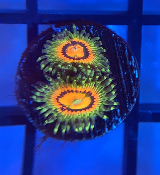 Rainbow Incinerator Zoas