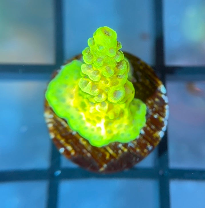 RRC Rainbow Splice Mille