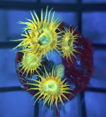 Yellow Glitter Palyzoa