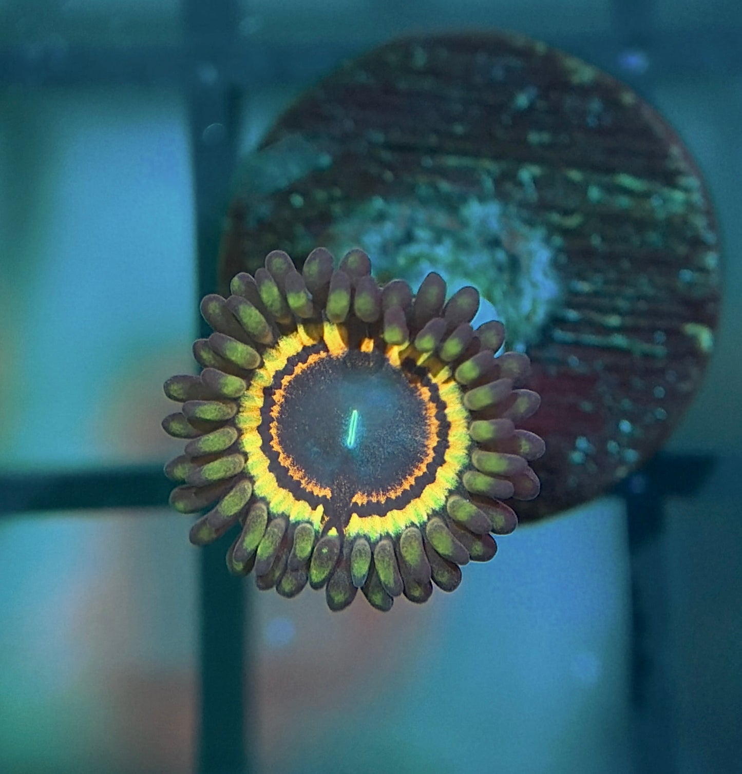 Gravefire Zoas