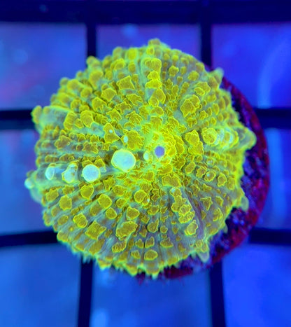 RRG Hulk Bounce Mushroom