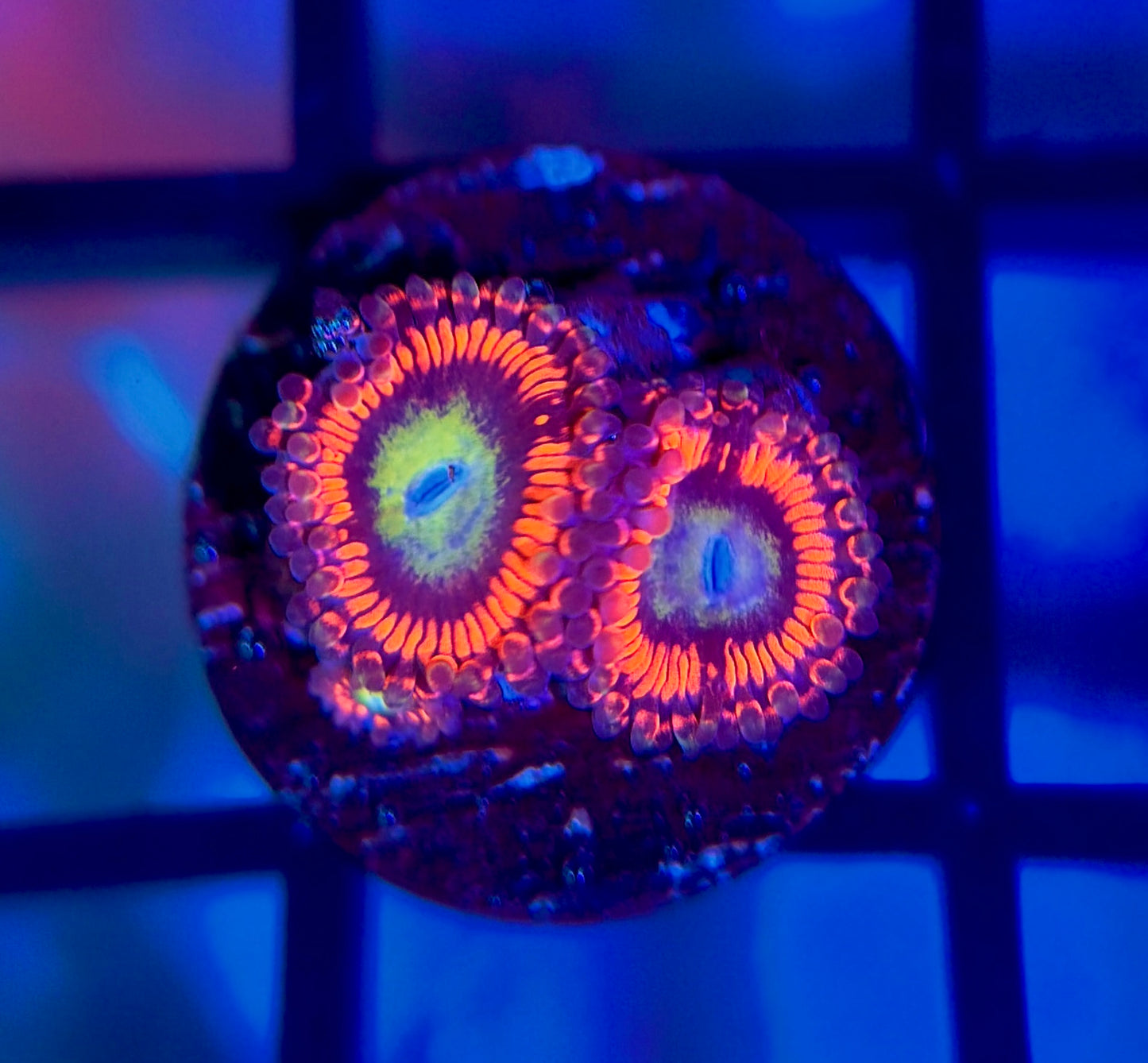 Hyper Phoenix Zoas