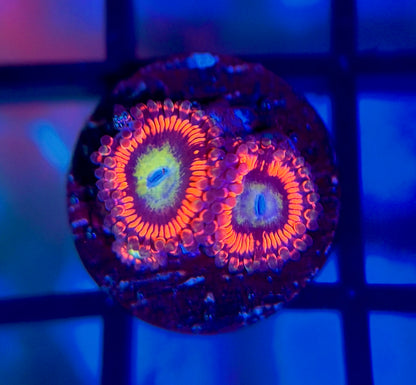 Hyper Phoenix Zoas