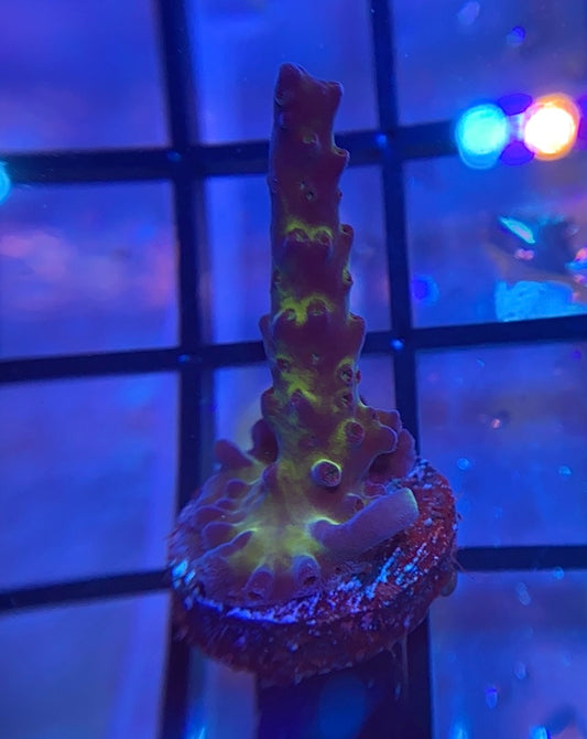 Miyagi Tort