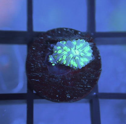 ReefGen Project-X Plate