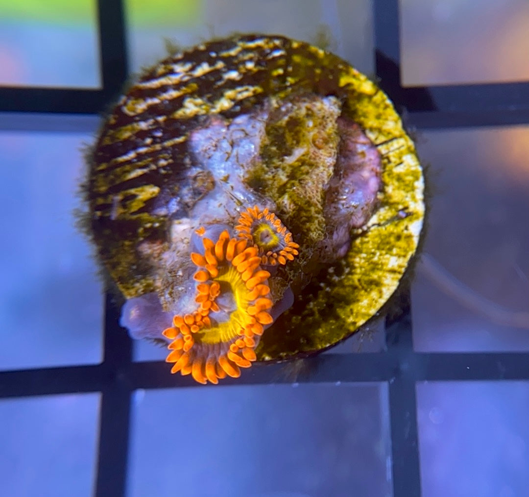 Blue Eyed Blonde Zoas