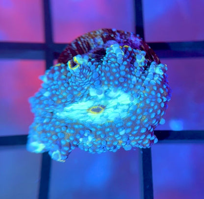 Poseidon Discosoma