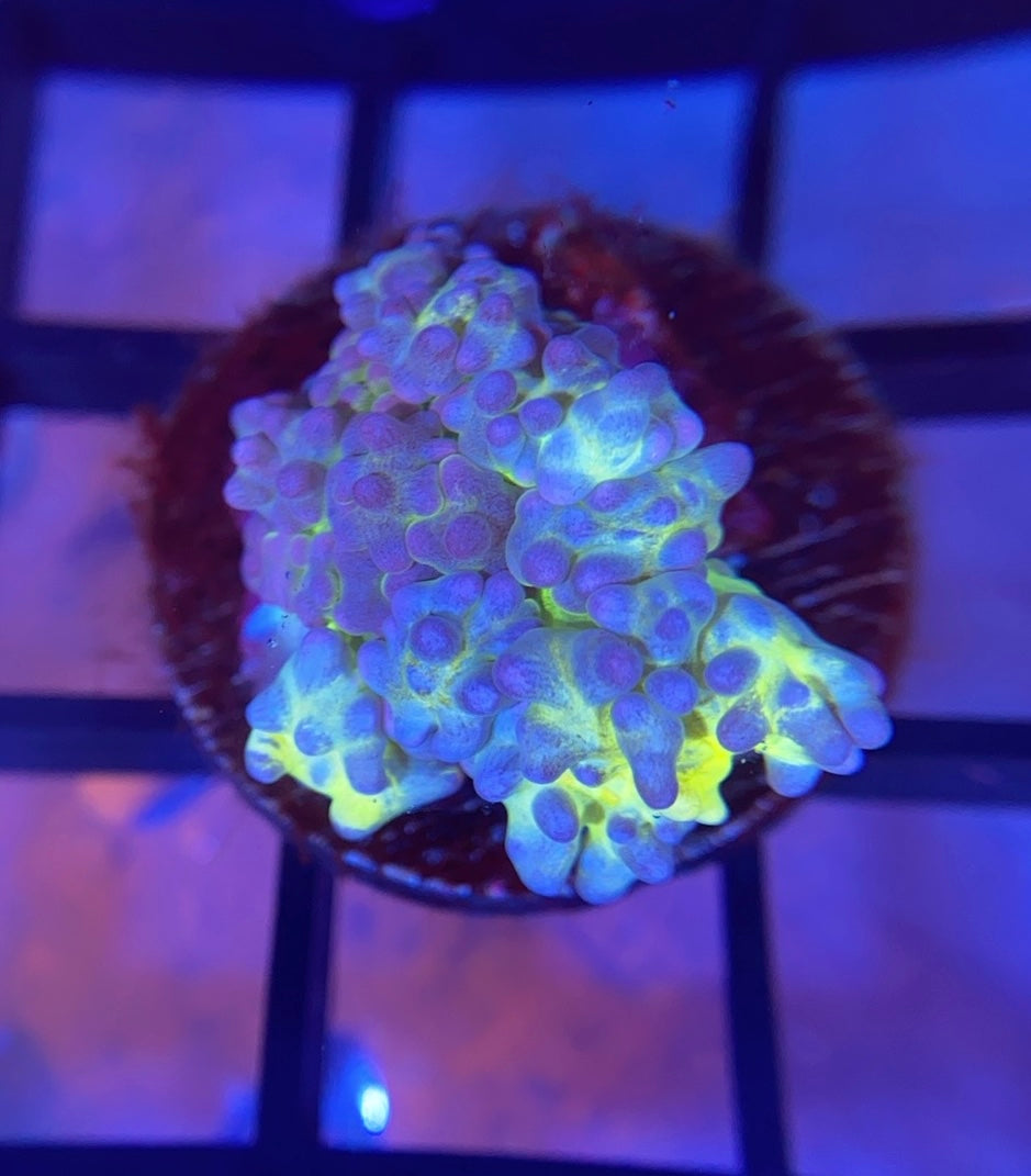 RRG Lemonade Bounce Mushroom