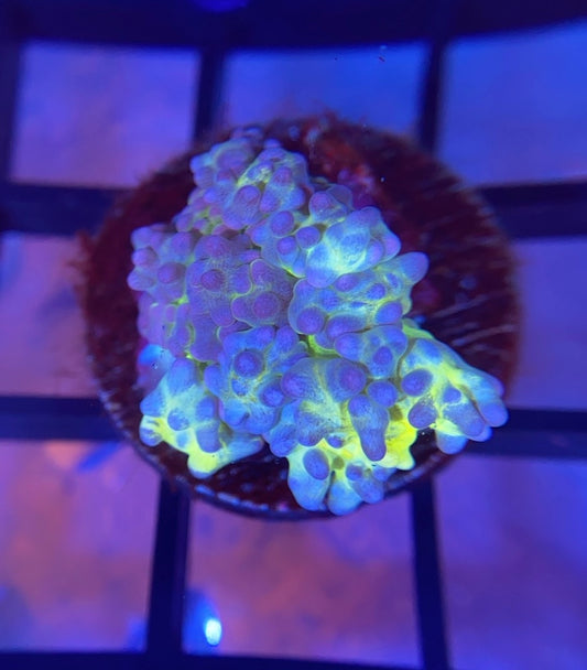 RRG Lemonade Bounce Mushroom